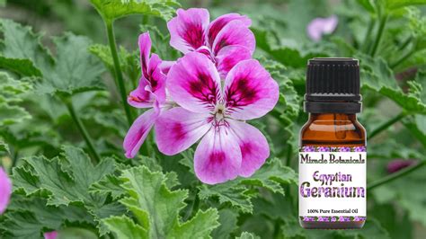 egyptian geranium essential oil uses.